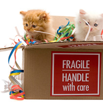 SE25 Movers and Packers