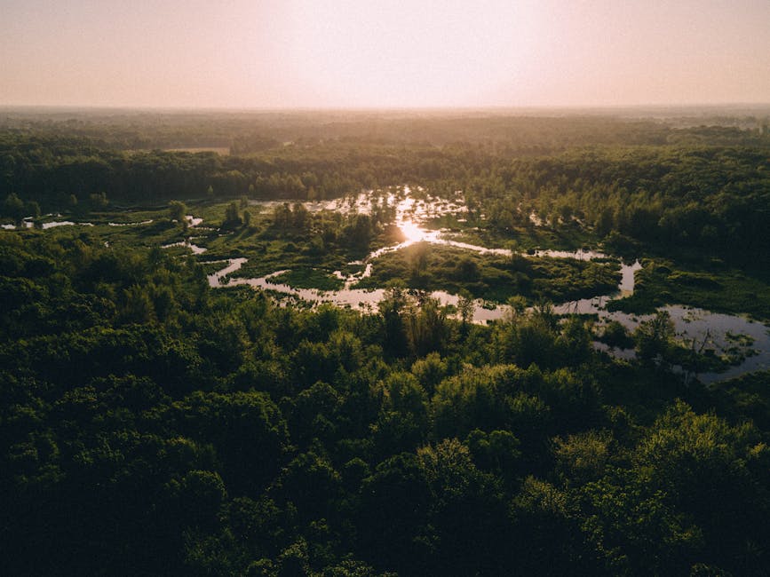 Aerial view of a lush green wetland area with dense trees and vegetation surrounding winding waterways reflecting the sunlight, taken during sunset with a warm glow, capturing a natural landscape that could be associated with outdoor scenery for house removals or moving services.